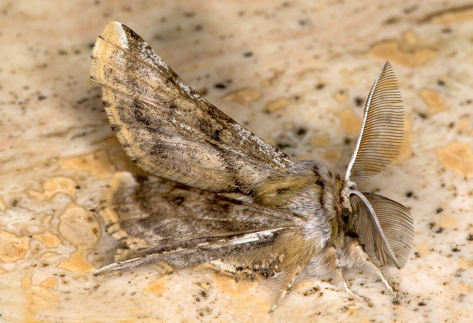 Geometridae - Apochima flabellaria